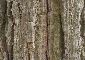 Image showing The bark of pine tree, background.