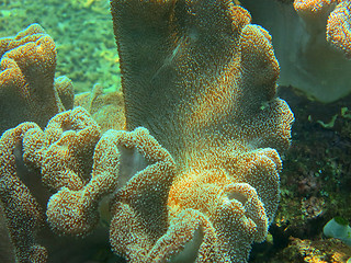 Image showing Thriving  coral reef alive with marine life and shoals of fish, 