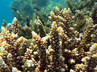 Image showing Thriving  coral reef alive with marine life and shoals of fish, 