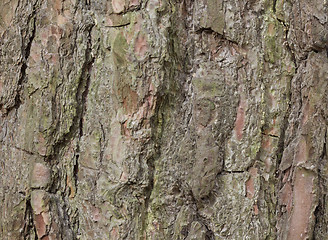 Image showing The bark of pine tree, background.