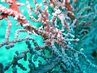 Image showing Bargibanti Pygmy Seahorse the smallest in the world in Bali