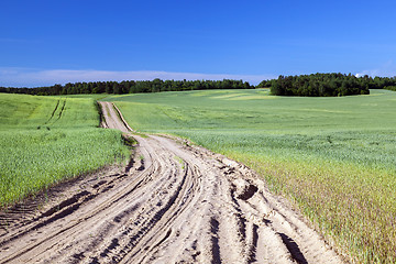 Image showing Field with cereal