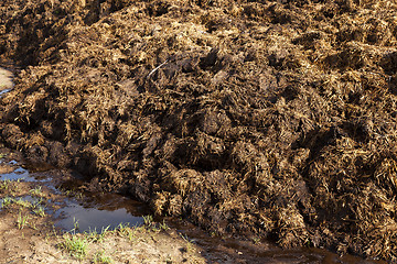 Image showing are landed in a pile of manure