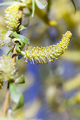 Image showing Photo Willow blossom