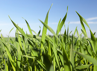 Image showing Field with cereal