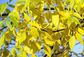 Image showing autumn in the park