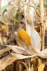 Image showing Ripe yellow corn