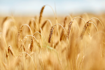 Image showing cereal field with spikelets of ripe rye or wheat