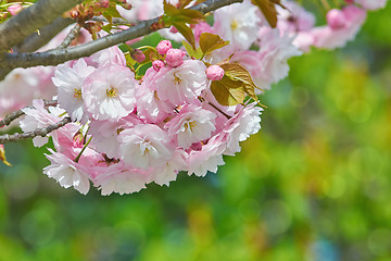 Image showing Blossom of Sour Cherry