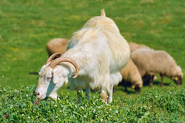 Image showing White She-Goat on the Pasture
