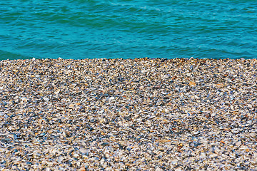 Image showing Shells of Mussels on the Shore