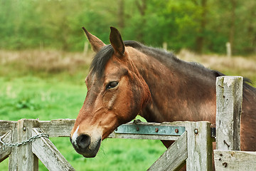 Image showing Portrait of the Horse