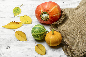 Image showing Autumn harvest pumpkins