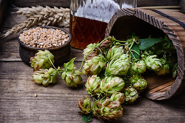 Image showing Autumn hop harvest