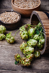 Image showing Autumn hop harvest