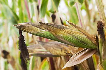 Image showing mature corn crop