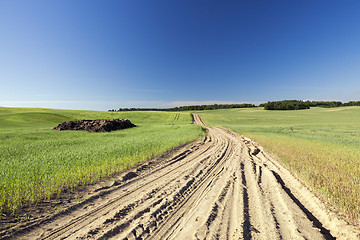 Image showing Field with cereal