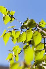 Image showing young birch leaves