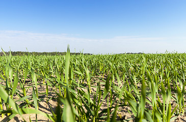 Image showing Field with cereal