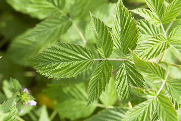Image showing green raspberry leaves