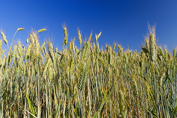 Image showing Field with cereal