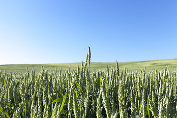 Image showing Field with cereal