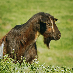 Image showing Portrait of Billy Goat