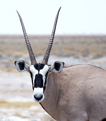 Image showing oryx