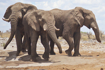 Image showing elephants in Africa