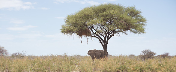 Image showing elephants under acacia