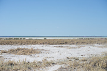 Image showing Etosha park