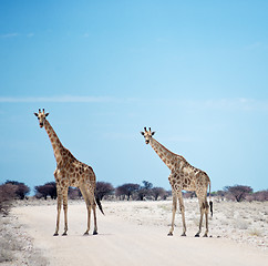 Image showing two giraffes