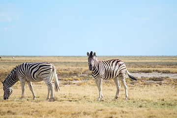 Image showing two zebras