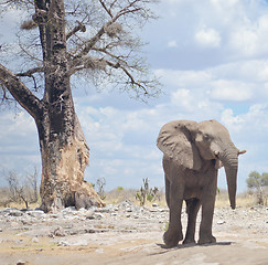 Image showing elephant in Africa