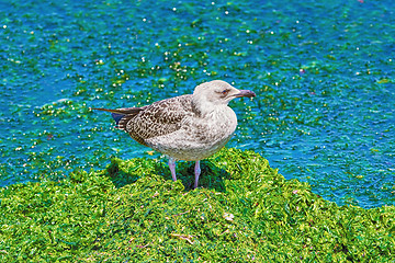 Image showing Birdling of Seagull
