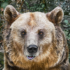 Image showing Portrait of the Bear