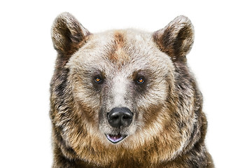 Image showing Portrait of the Bear