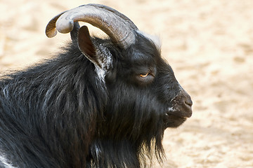 Image showing Portrait of Goat