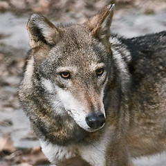 Image showing Portrait of Wolf