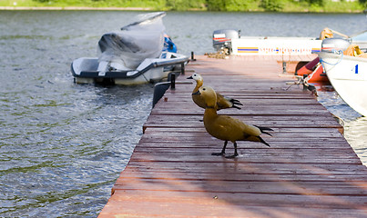 Image showing two ducks on the pier