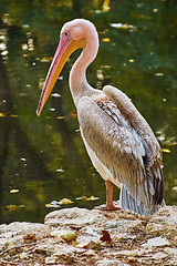 Image showing Pelican on the Rock