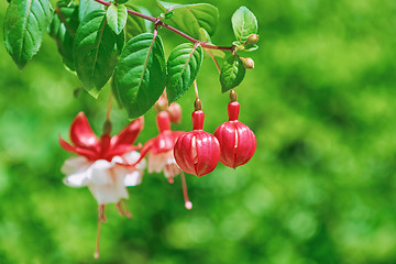 Image showing Fuchsia Hybrida Flowers