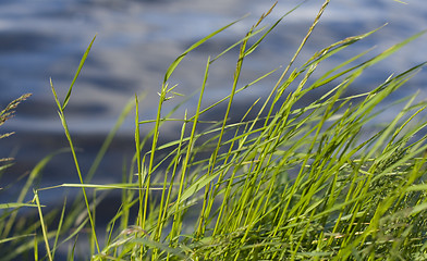 Image showing grass and water