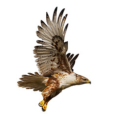 Image showing Isolated hawk in flight