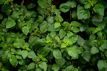 Image showing Lush Patchouli Plant After Rain