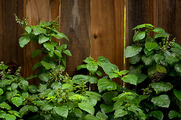 Image showing Flowering Patchouli Plant After Rain