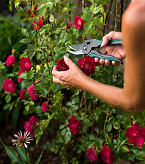 Image showing Trimming A Rose Bush