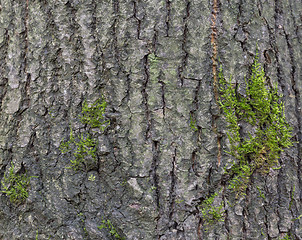 Image showing The bark of pine tree, background.