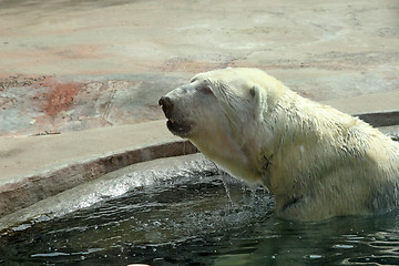 Image showing Adult polar bear in the water