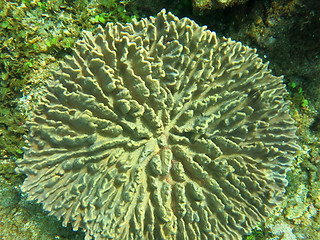 Image showing Thriving  coral reef alive with marine life and shoals of fish, 